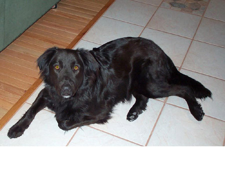 blcolliepup